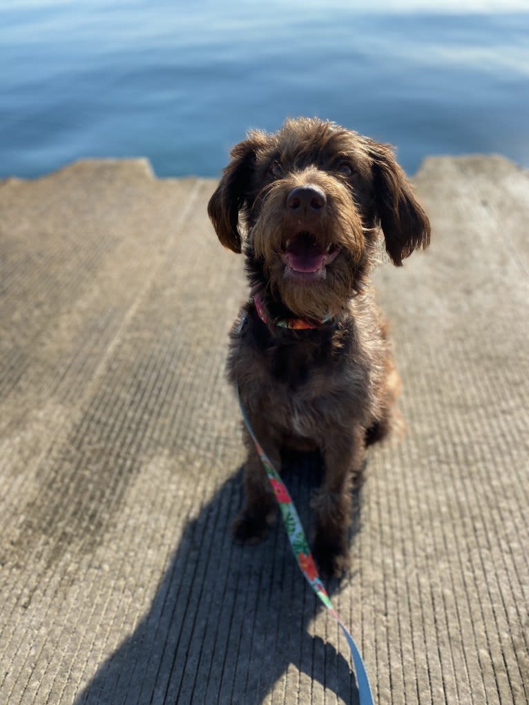 Tilly, a Labradoodle tested with EmbarkVet.com