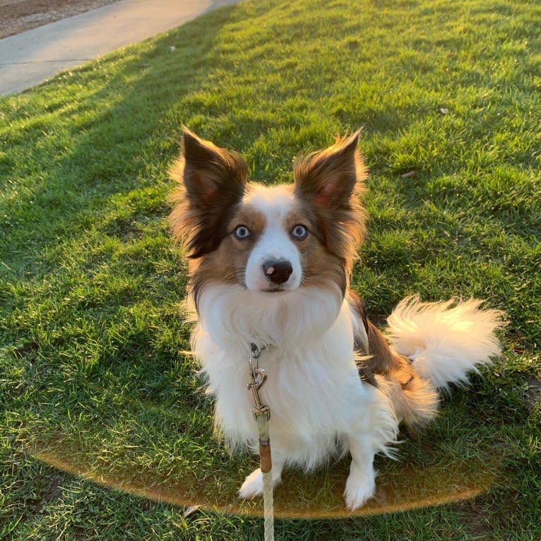 Pico, a Border Collie and Papillon mix tested with EmbarkVet.com