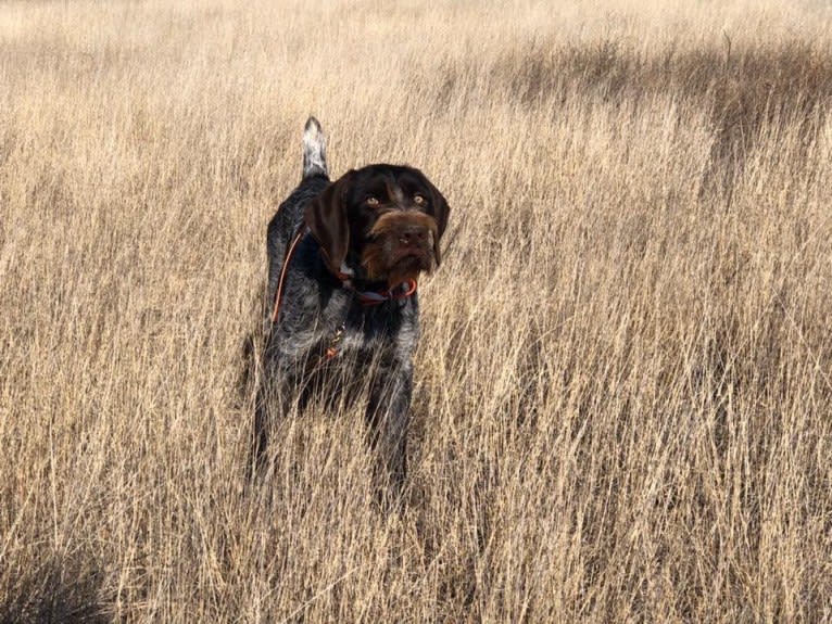 TYE, a German Wirehaired Pointer tested with EmbarkVet.com