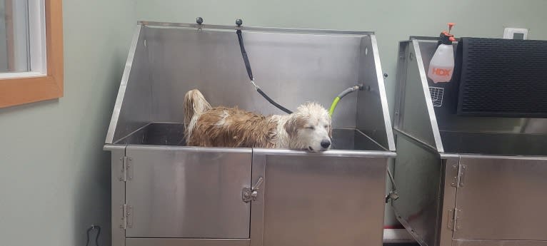LIKE A RIVER FLOWS "Leilo", a Great Pyrenees and Australian Shepherd mix tested with EmbarkVet.com