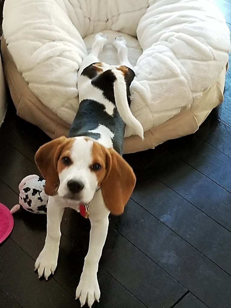 Snoopy, a Beagle tested with EmbarkVet.com