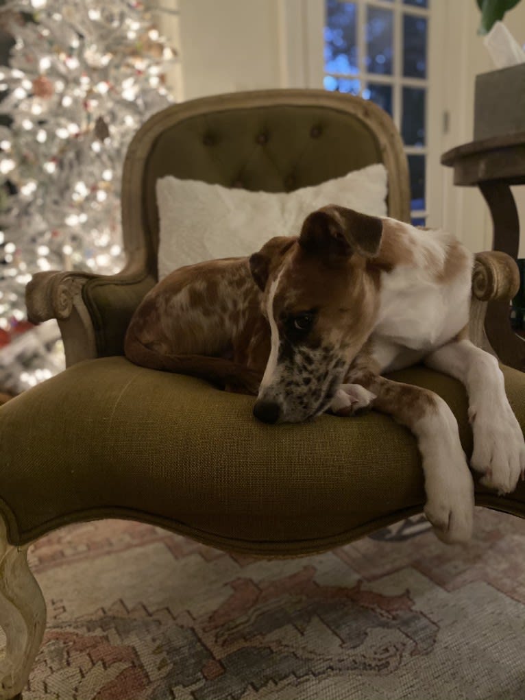 Olive, a Great Dane and Great Pyrenees mix tested with EmbarkVet.com