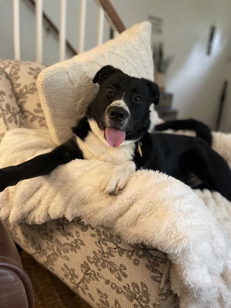 Marlowe Gandalf, a Siberian Husky and Australian Shepherd mix tested with EmbarkVet.com