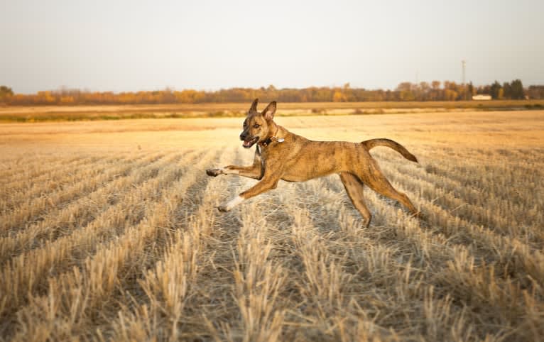 Boston, an American Pit Bull Terrier and Saint Bernard mix tested with EmbarkVet.com