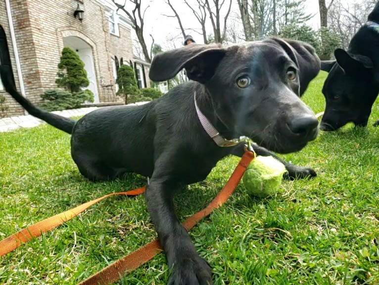 Grace, a Labrador Retriever and American Foxhound mix tested with EmbarkVet.com