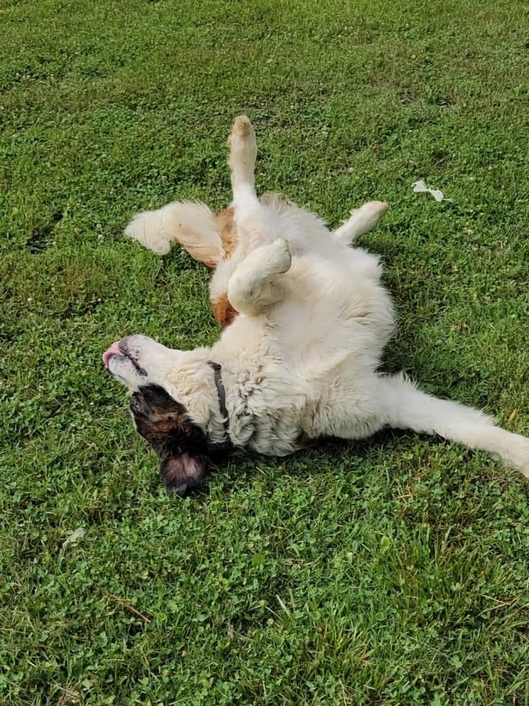 Thor, a Saint Bernard tested with EmbarkVet.com