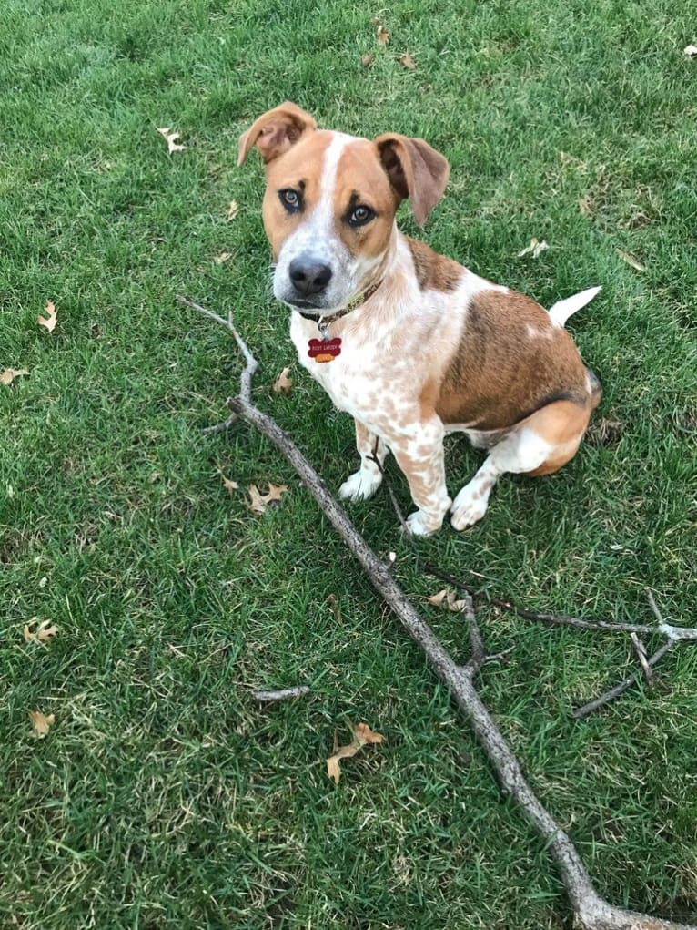 Ruby Mae, an American Pit Bull Terrier and Australian Cattle Dog mix tested with EmbarkVet.com