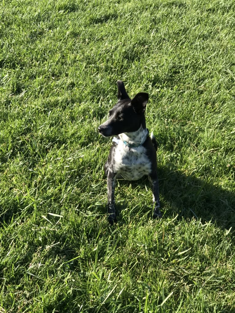 Ninja, an Australian Cattle Dog and Chihuahua mix tested with EmbarkVet.com