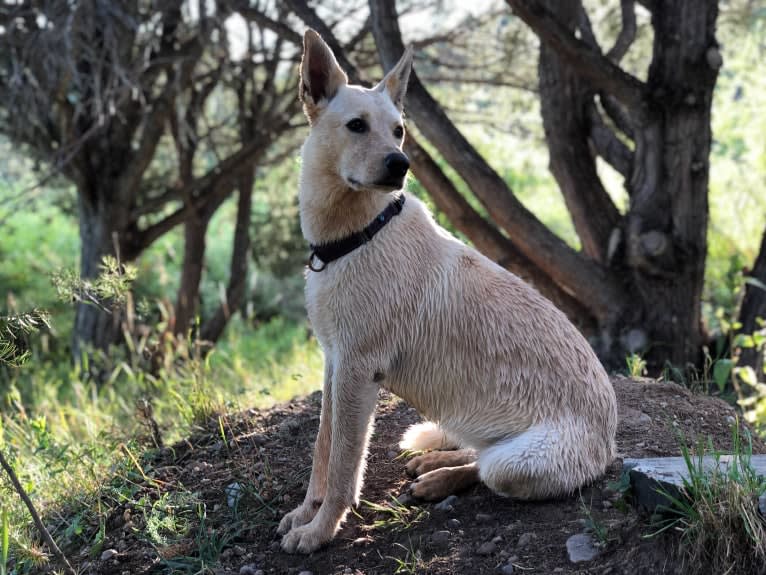 Pearl, an Australian Cattle Dog and Labrador Retriever mix tested with EmbarkVet.com