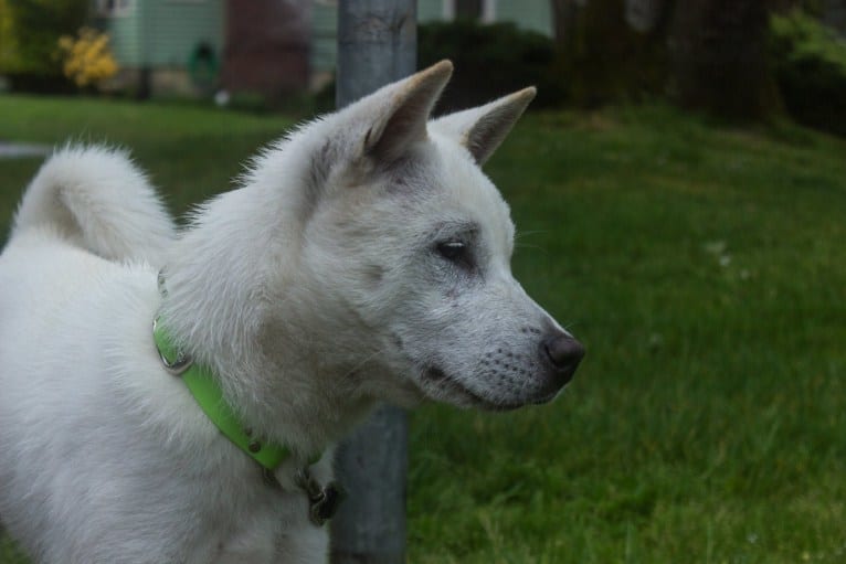 Sho, a Kishu Ken tested with EmbarkVet.com