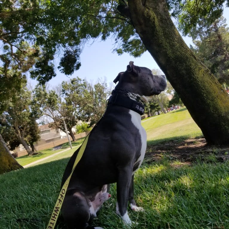 MaSiWei, an American Bully tested with EmbarkVet.com