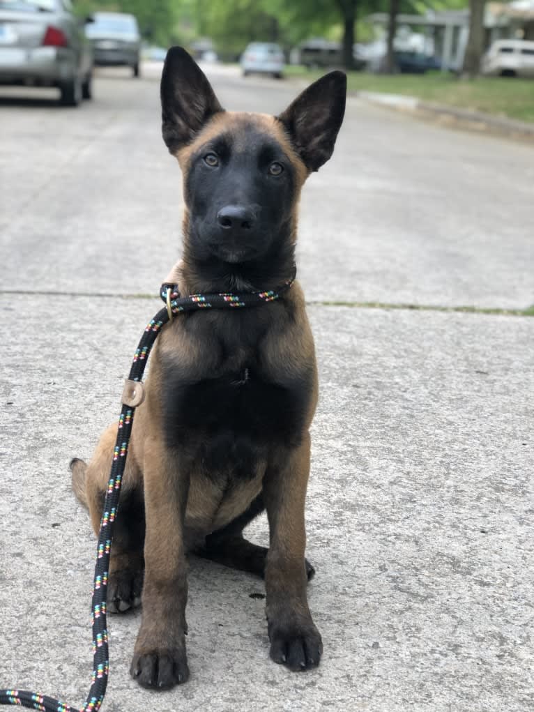 KHs Taking What’s Ours With Fire and Blood “Drogon” TKE RATN, a Belgian Shepherd tested with EmbarkVet.com
