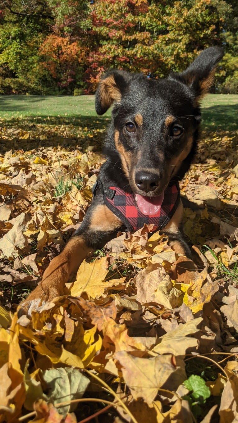 Eva, an American Pit Bull Terrier and Treeing Walker Coonhound mix tested with EmbarkVet.com