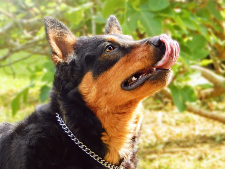 Astharoshe, an Australian Cattle Dog and Chow Chow mix tested with EmbarkVet.com