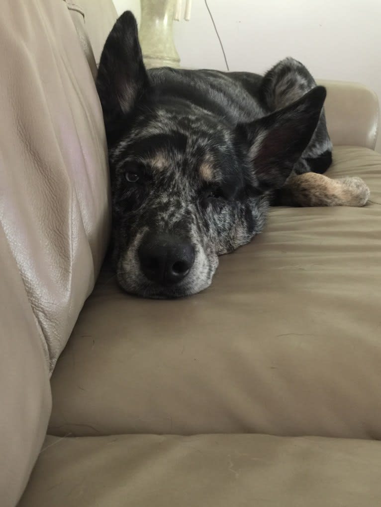 Winkee, a Catahoula Leopard Dog and Siberian Husky mix tested with EmbarkVet.com