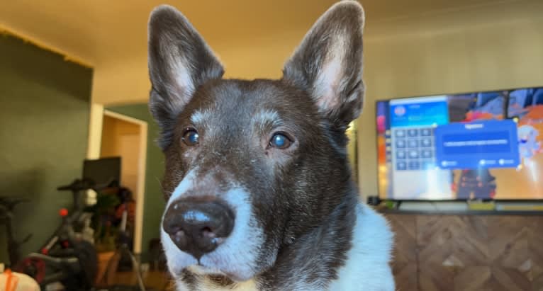 Pippin, a Great Pyrenees and Labrador Retriever mix tested with EmbarkVet.com