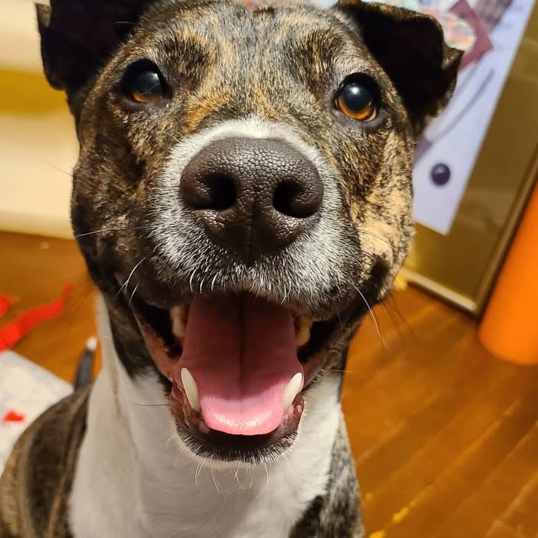 Latke, an American Pit Bull Terrier and Australian Cattle Dog mix tested with EmbarkVet.com