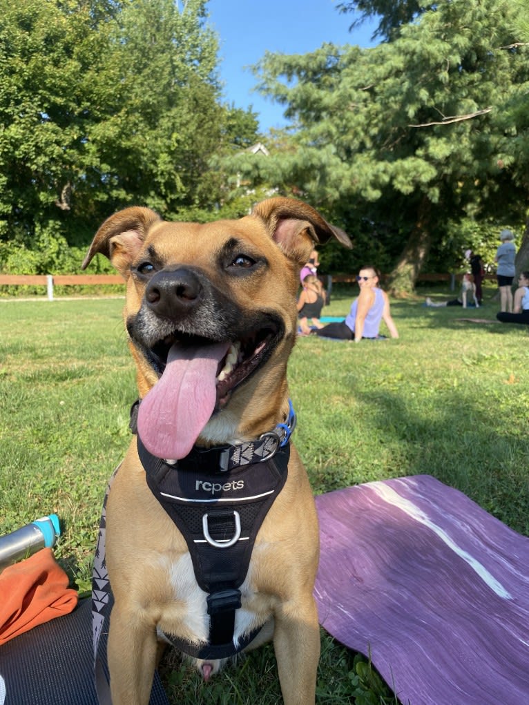 Odie, a Russell-type Terrier and Chow Chow mix tested with EmbarkVet.com