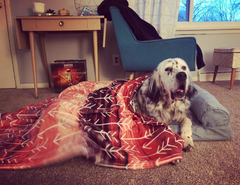 Velma, an English Setter (27.4% unresolved) tested with EmbarkVet.com