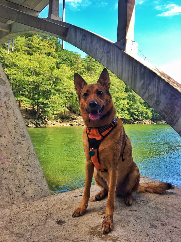 Oakley, a German Shepherd Dog and Chinese Shar-Pei mix tested with EmbarkVet.com