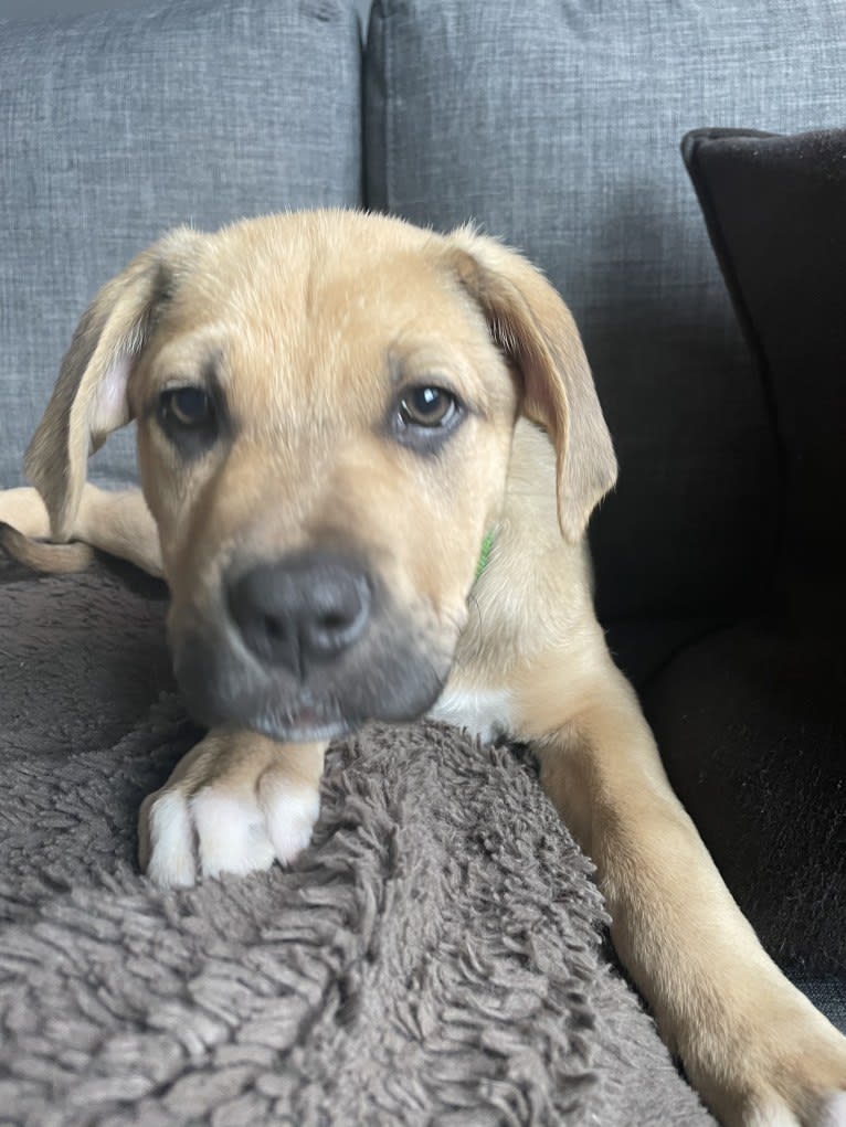 Enzo, an American Pit Bull Terrier and Rottweiler mix tested with EmbarkVet.com