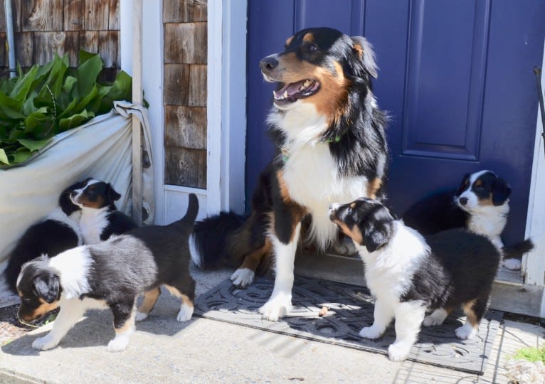 Teddy, an English Shepherd tested with EmbarkVet.com