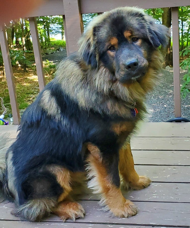 Kodiak, a Tibetan Mastiff tested with EmbarkVet.com