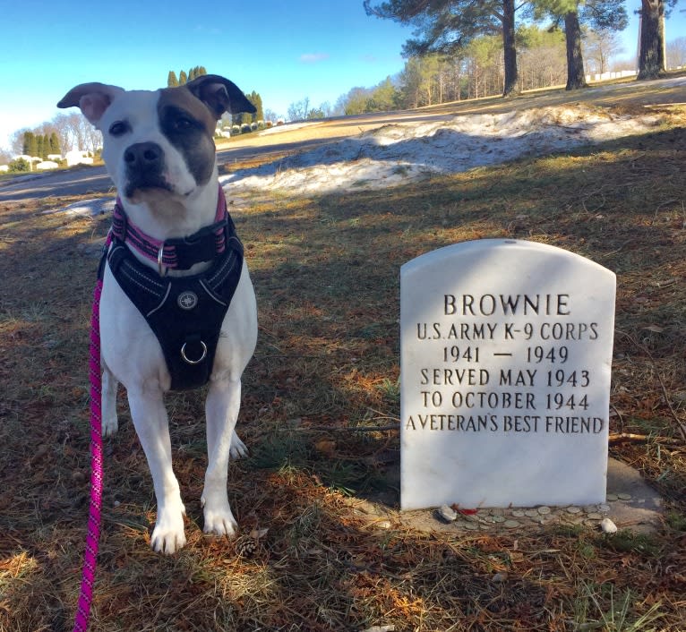 Belle, an American Pit Bull Terrier and American Bulldog mix tested with EmbarkVet.com