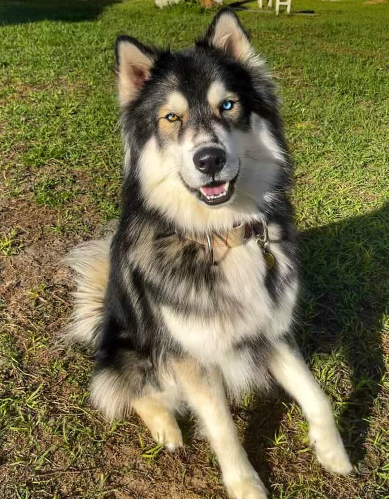 Cider, a Siberian Husky tested with EmbarkVet.com