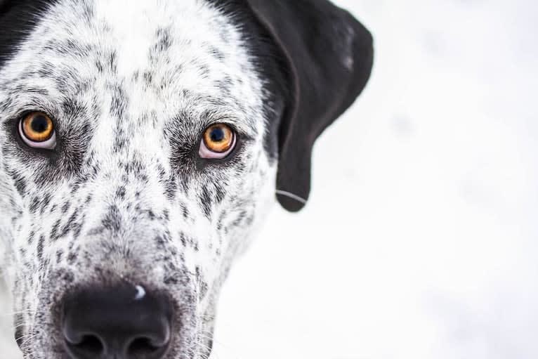 Monty, an American Pit Bull Terrier and Great Pyrenees mix tested with EmbarkVet.com