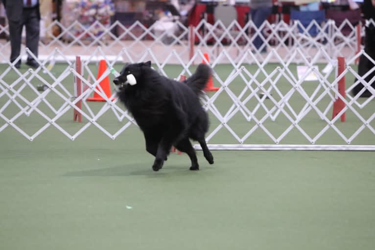 Logan, a Belgian Shepherd tested with EmbarkVet.com