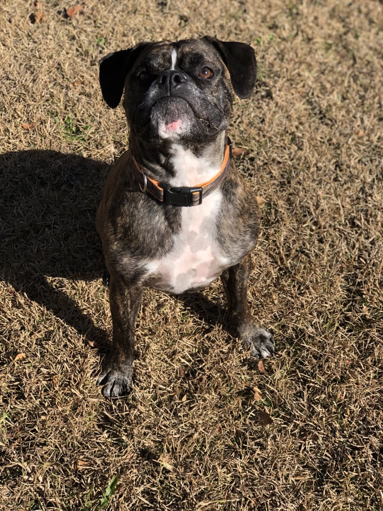 Monty, a Bulldog and American Bulldog mix tested with EmbarkVet.com