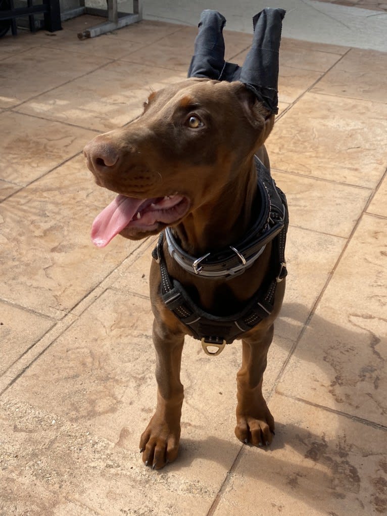 Gertie, a Doberman Pinscher tested with EmbarkVet.com