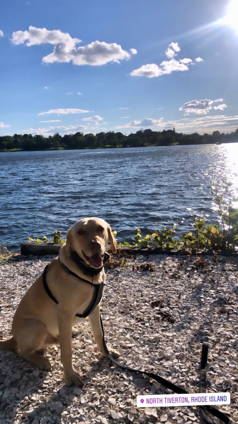 Gus, a Labrador Retriever tested with EmbarkVet.com