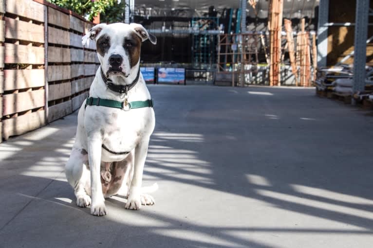 Aubin, an American Bulldog and Brittany mix tested with EmbarkVet.com