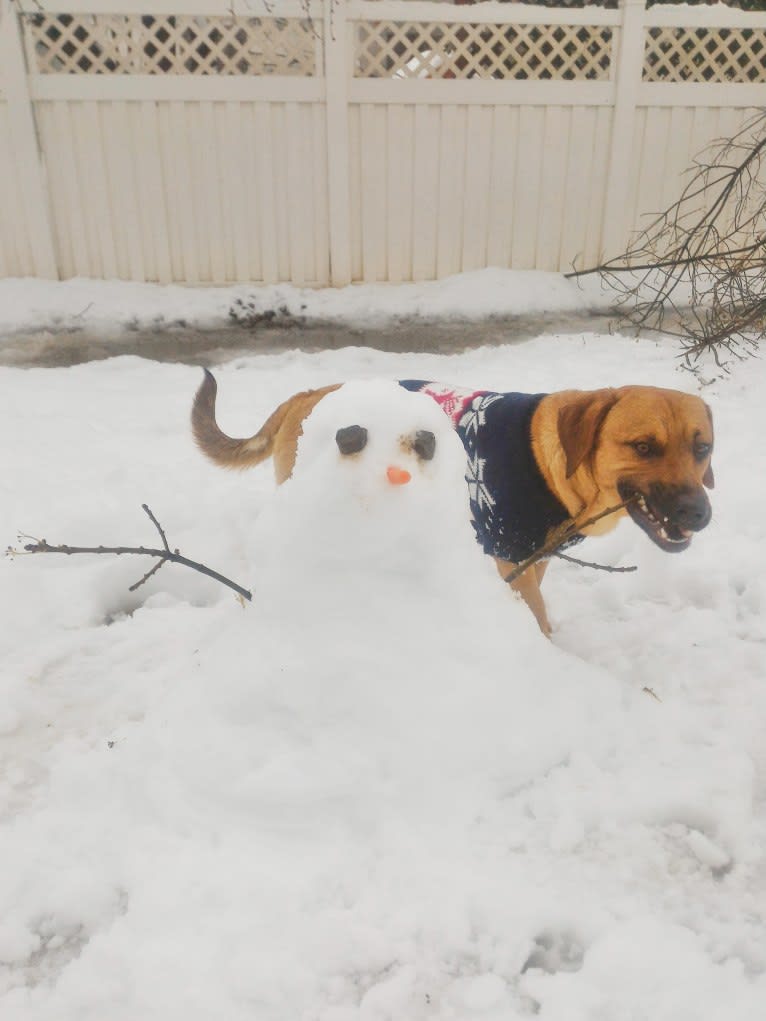 Cody, a Basset Hound and Australian Cattle Dog mix tested with EmbarkVet.com