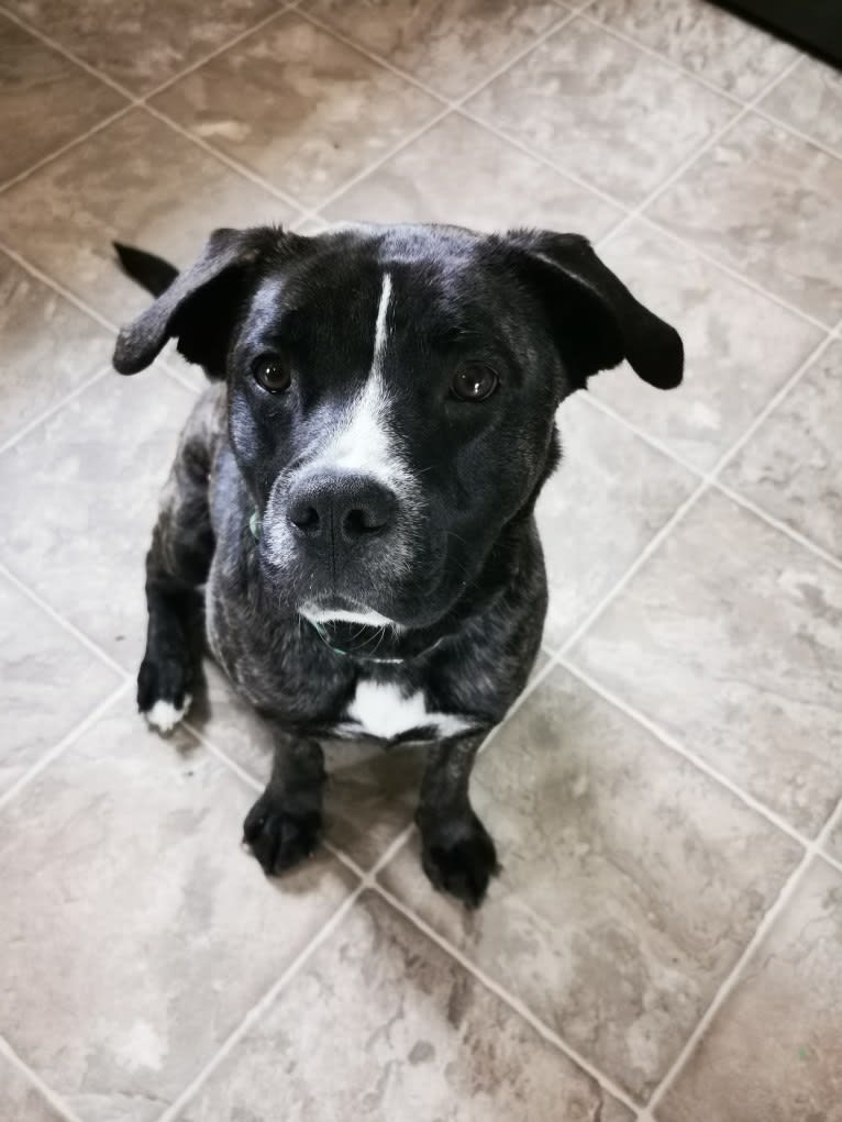 Abby, a German Shepherd Dog and Bulldog mix tested with EmbarkVet.com