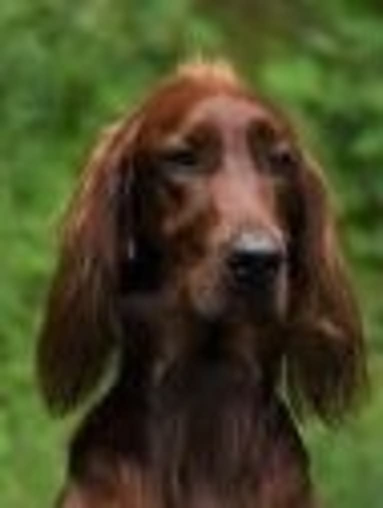 Morgan, an Irish Setter tested with EmbarkVet.com