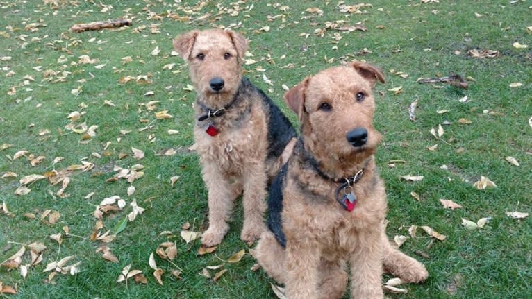 Sasha, an Airedale Terrier tested with EmbarkVet.com