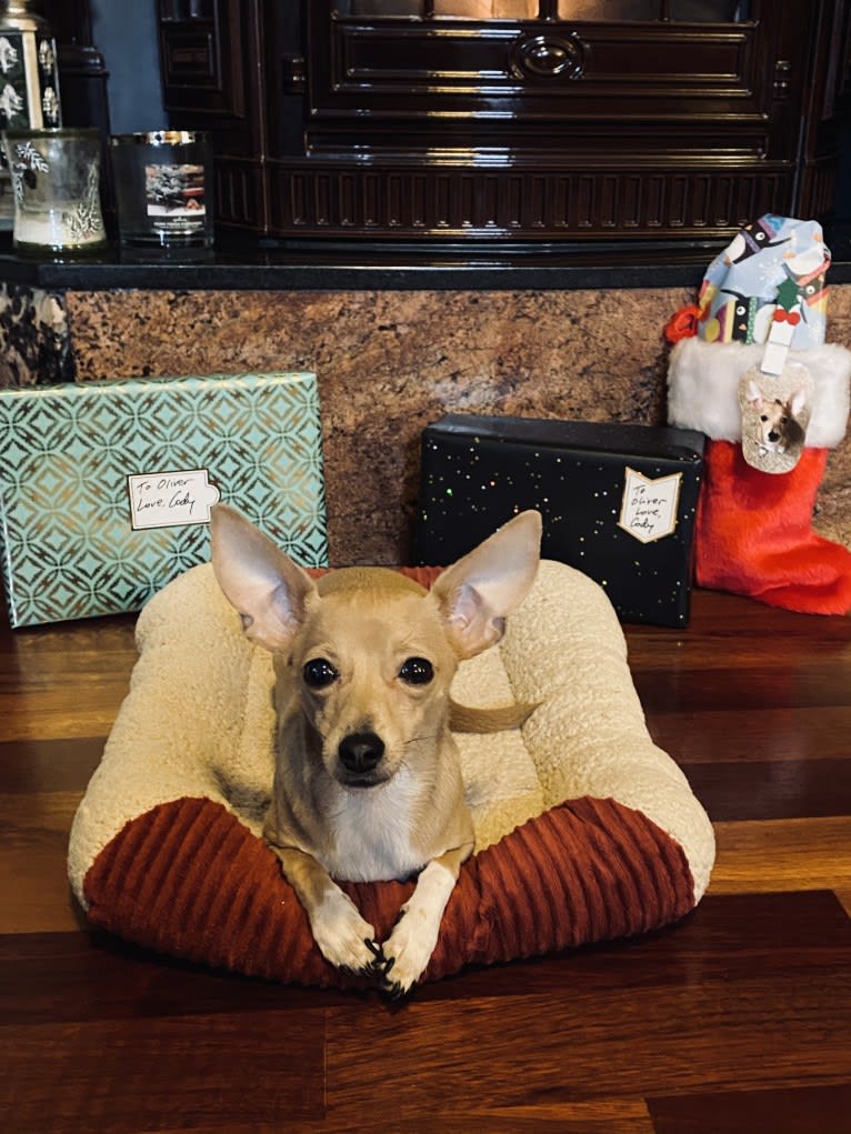 Oliver, a Chihuahua and Poodle (Small) mix tested with EmbarkVet.com