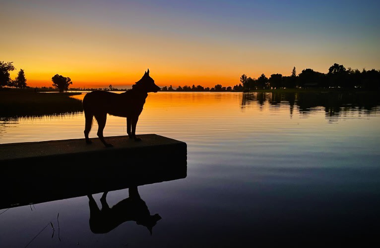 Bassie, a Dutch Shepherd tested with EmbarkVet.com