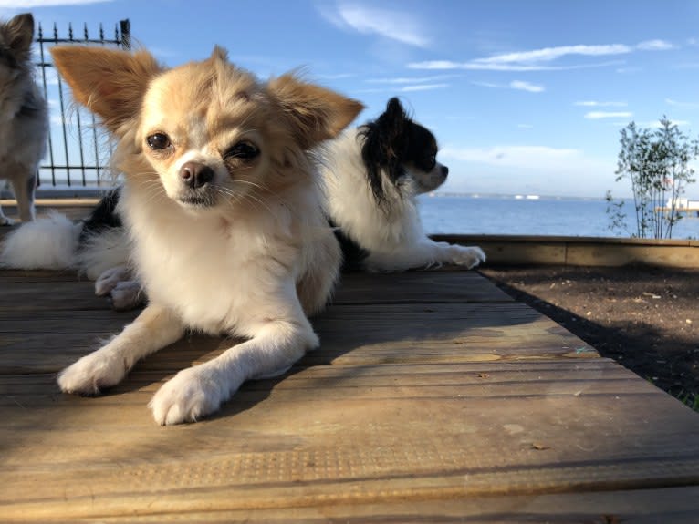 Rizzo, a Chihuahua tested with EmbarkVet.com