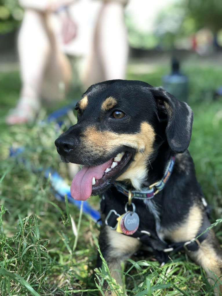 Cody, a Rat Terrier and Cocker Spaniel mix tested with EmbarkVet.com