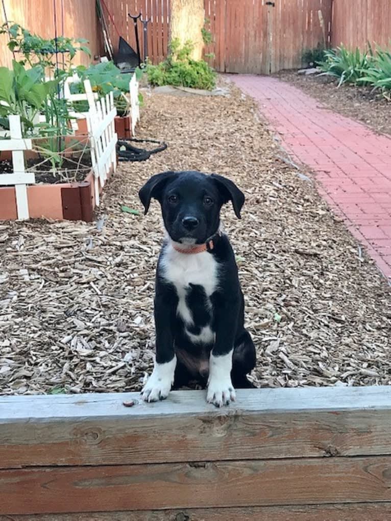 Ralph, an Australian Cattle Dog and American Pit Bull Terrier mix tested with EmbarkVet.com