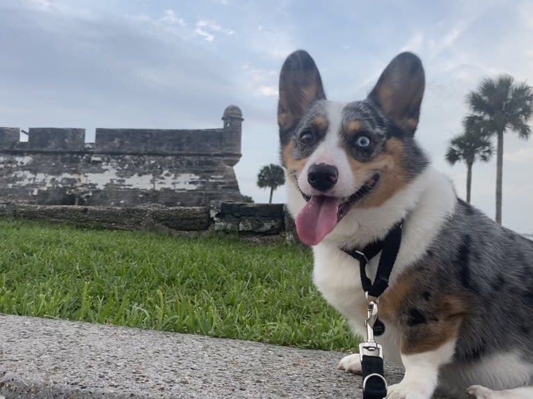 Castiel, a Pembroke Welsh Corgi and Cardigan Welsh Corgi mix tested with EmbarkVet.com