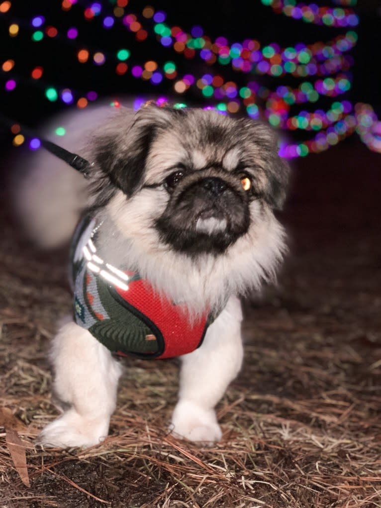 Harley, a Pekingese tested with EmbarkVet.com