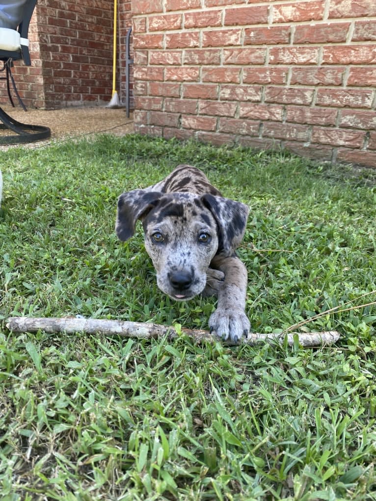 Rowdy Biscuit Nason, a Dachshund and American Pit Bull Terrier mix tested with EmbarkVet.com