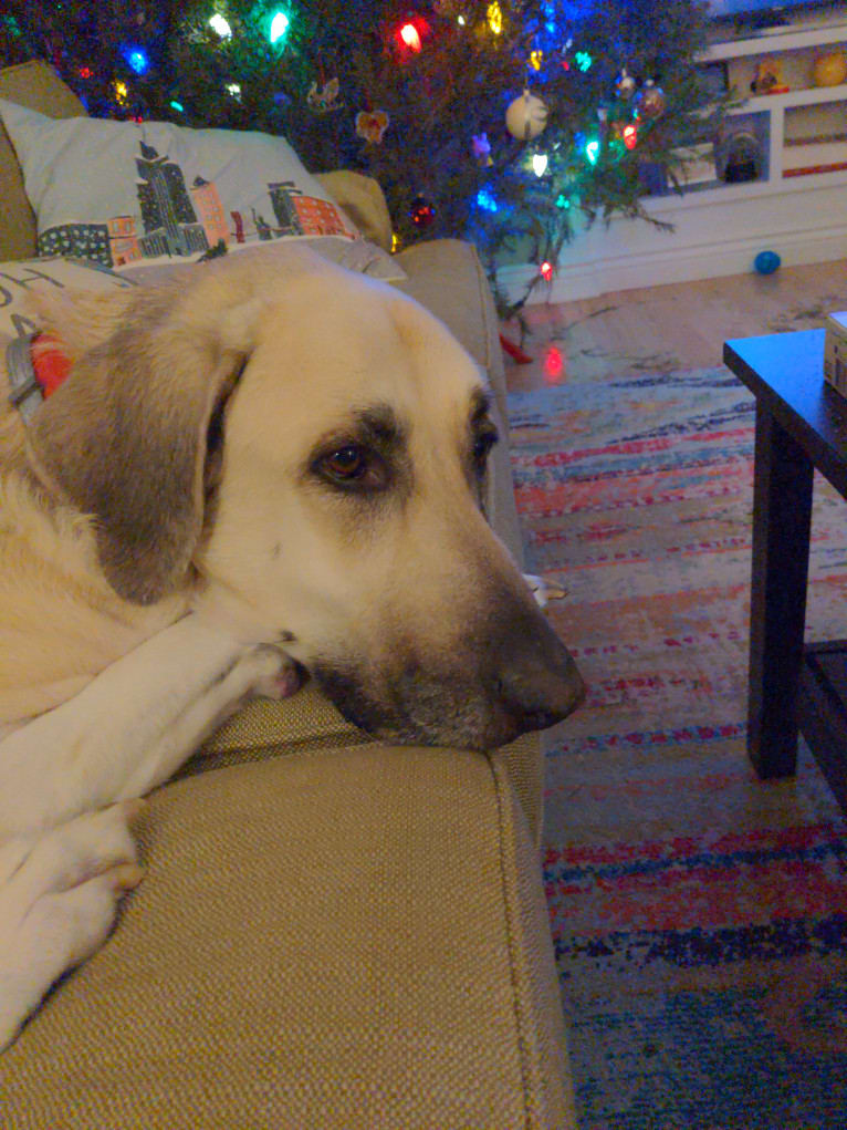 Willie, an Anatolian Shepherd Dog and Great Pyrenees mix tested with EmbarkVet.com