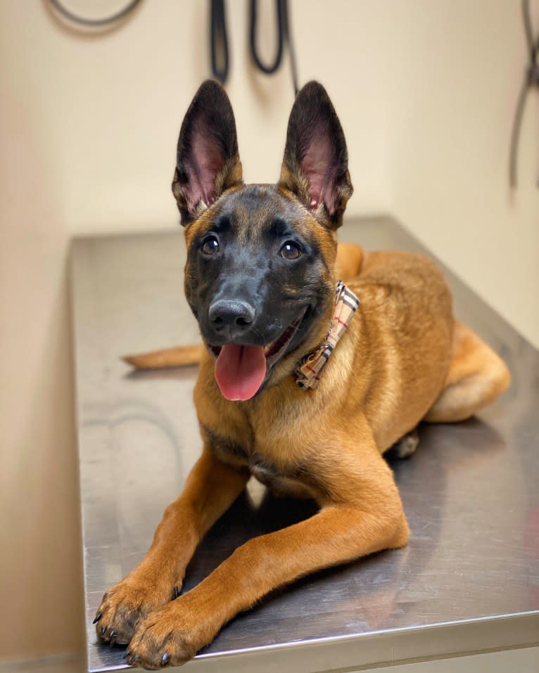 Max, a Belgian Malinois and Boxer mix tested with EmbarkVet.com