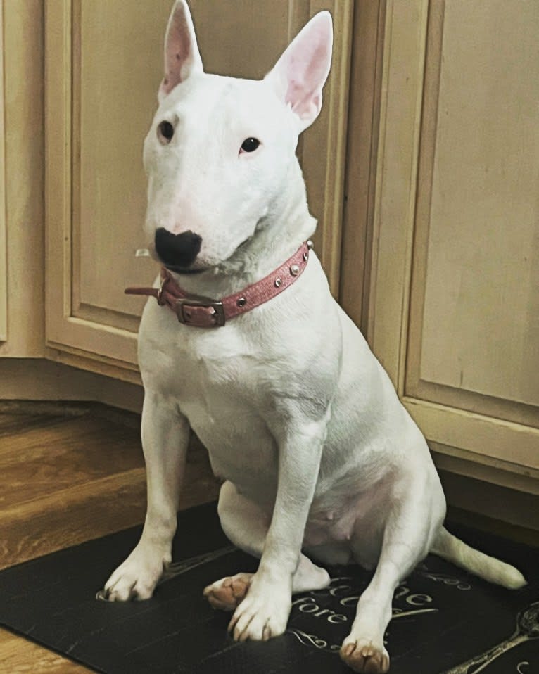 Oona, a Miniature Bull Terrier tested with EmbarkVet.com